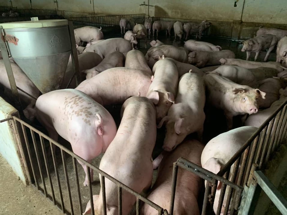 Cập nhật giá heo hơi ngày 14/6/2022: Giảm 1.000 - 2.000 đồng/kg, nông dân ngại tái đàn